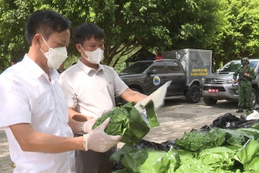 Nam thanh niên cất giấu hơn 2 tạ cần sa trên ô tô và phòng trọ