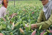 Hà Nội: Hoa ly nở đỏ đồng, bán giá "bèo" 4.000 đồng/cành