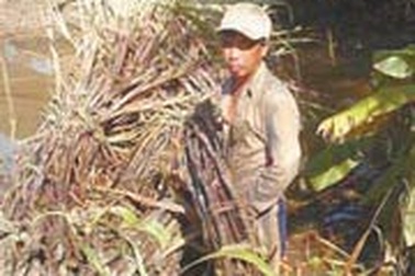 Năm 2006 sẽ thiếu 150.000 - 200.000 tấn đường?
