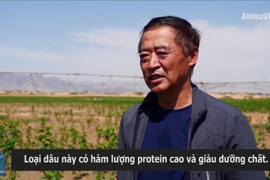 Nông dân "phủ xanh" 67 ha sa mạc bằng cây dâu tằm