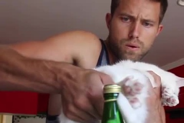 Khi mèo cưng cũng tham gia thử thách đá nắp chai đang là trào lưu