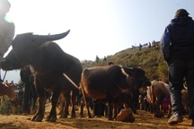 Lào Cai: Tạm dừng các chợ trâu bò vùng cao vì bệnh lạ