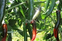Kinh ngạc vườn ớt "mới toanh" hái nửa tấn/ngày để kịp xuất khẩu