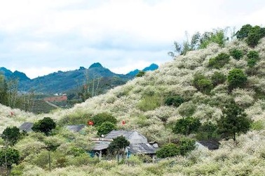 Giáp Tết, mưa lạnh nhiều người vẫn rủ nhau lên Mộc Châu