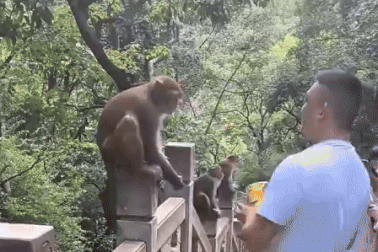 Tát vào mặt khỉ khi đi chơi, nam du khách bị đáp trả ngã nhào