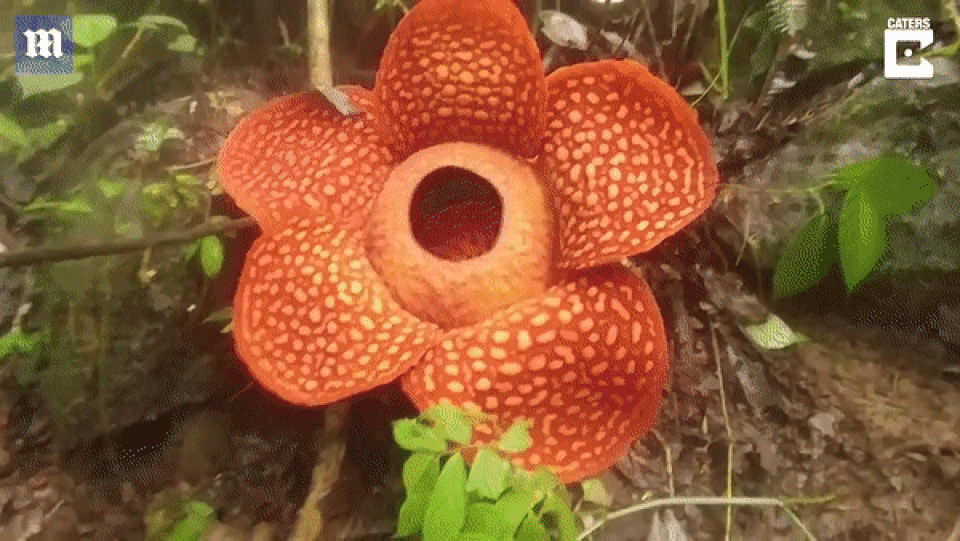 Hoa xác thối “ siêu to khổng lồ” lớn nhất thế giới bung nở - 1 Hoa xác thối “ siêu to khổng lồ” lớn nhất thế giới bung nở - 1