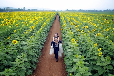 Nghĩ từ cánh đồng hướng dương xứ Nghệ