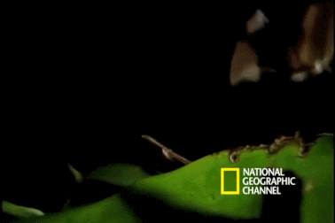 Kỳ thú cảnh nhện giăng bẫy để “săn” dơi