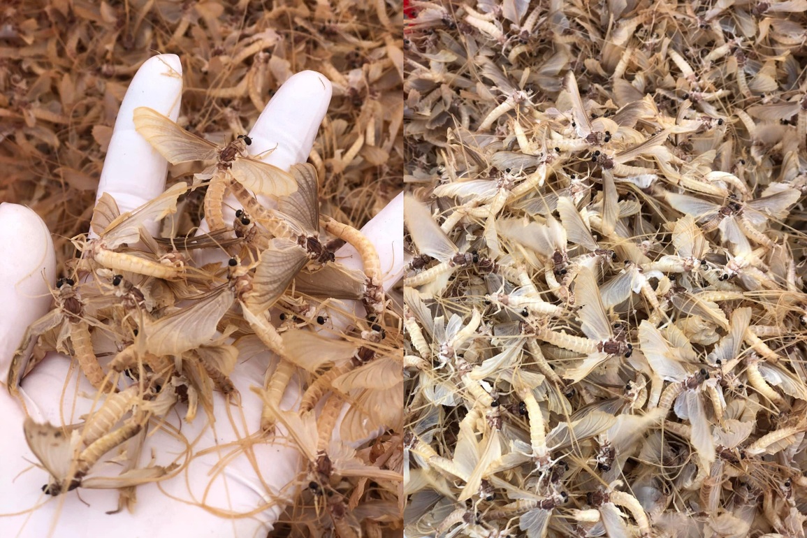 Lạ lùng côn trùng chỉ sống vài giờ, lên bàn nhậu thành đặc sản ở Hà Nội - 2 Lạ lùng côn trùng chỉ sống vài giờ, lên bàn nhậu thành đặc sản ở Hà Nội - 2