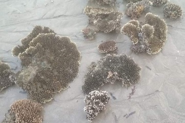 Nhiều người dân ngang nhiên đào bới san hô ven bờ biển Nha Trang