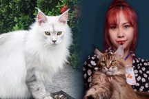 Nuôi mèo xuất khẩu, giá 600 triệu đồng/con, điều kiện sống như vua