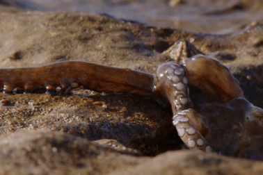 Loài bạch tuộc đặc biệt bậc nhất: Bò lên cả trên mặt đất để săn mồi!