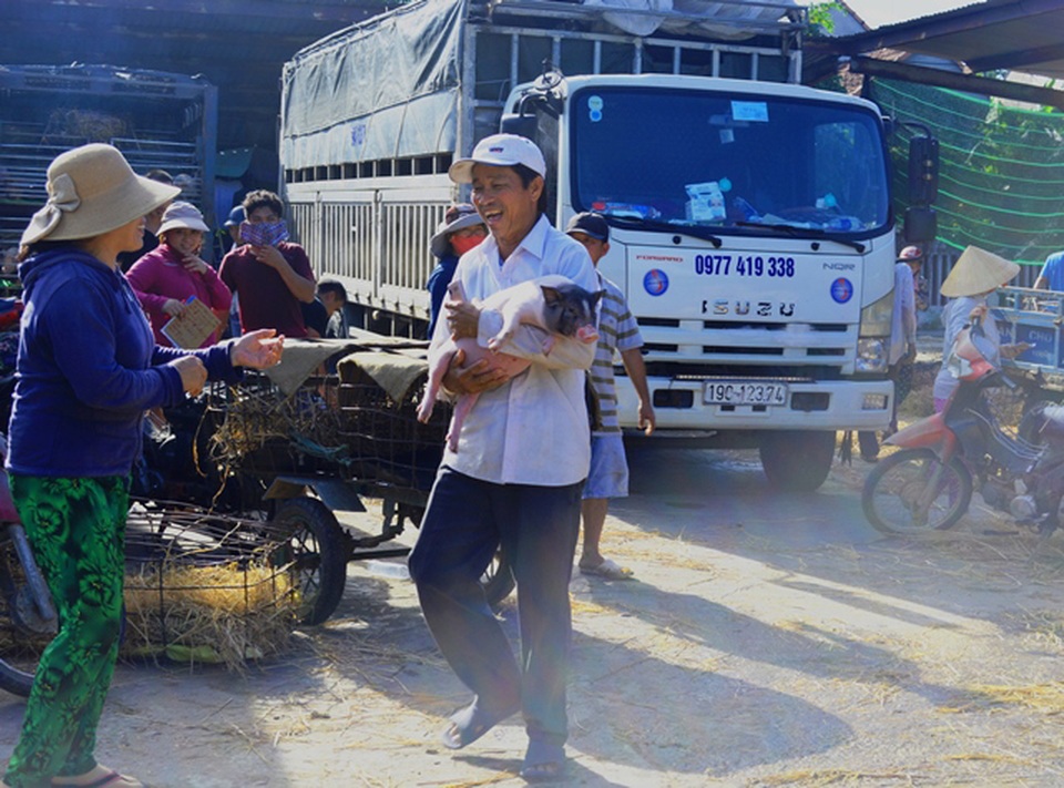 Giữa mùa khan hiếm, đắt đỏ tìm về chợ heo giống độc nhất Việt Nam - 8 Giữa mùa khan hiếm, đắt đỏ tìm về chợ heo giống độc nhất Việt Nam - 8