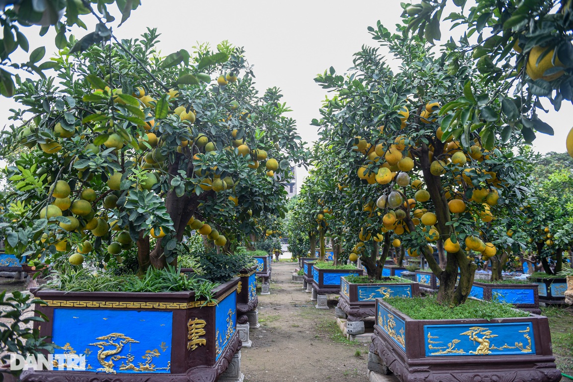 Cây bưởi dáng độc, khách đổi 2 cây vàng chủ vẫn không bán ở Hưng Yên - 10 Cây bưởi dáng độc, khách đổi 2 cây vàng chủ vẫn không bán ở Hưng Yên - 10