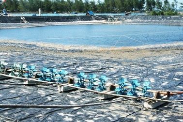 Hàng trăm hồ nuôi tôm “đắp mền” vì... tự gây ô nhiễm