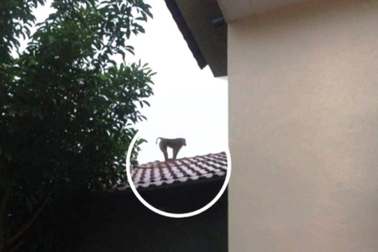 Khỉ hoang gây náo loạn làng quê, tấn công cả trẻ nhỏ