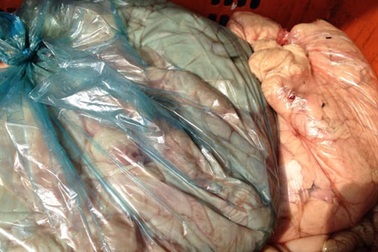 Bắt giữ cả tấn lòng, bì lợn bốc mùi trên đường đi tiêu thụ