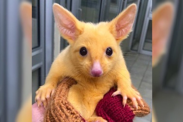 Dân mạng phát sốt với con vật giống y hệt Pikachu