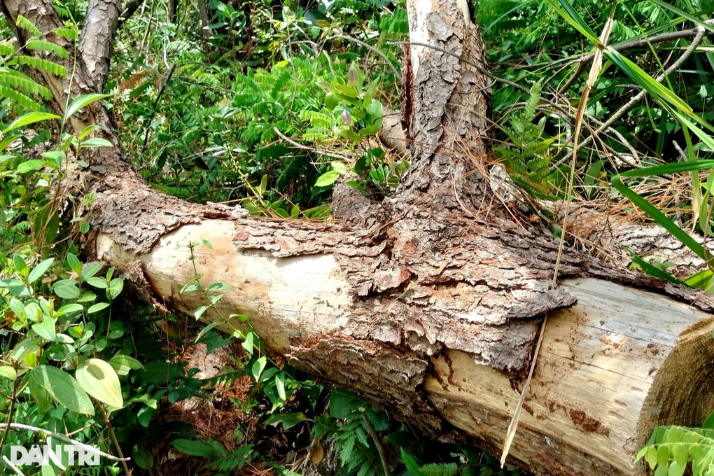 Gần 200 cây thông tươi tốt bỗng dưng chết khô, nghi bị kẻ xấu đầu độc - 5