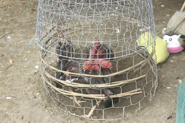 Triệt phá ổ cờ bạc với hình thức đá gà