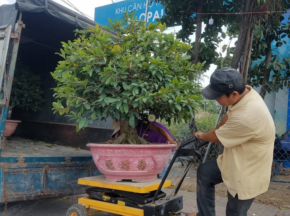 Mai vàng, hoa Tết nhộn nhịp xuống phố - 1 Mai vàng, hoa Tết nhộn nhịp xuống phố - 1