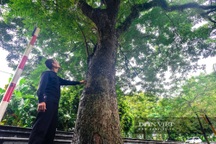 Chiêm ngưỡng cây sưa trăm tuổi ở Hà Nội, trả 60 tỷ đồng không bán