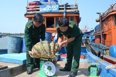 Bị phạt 80 triệu đồng vì khai thác sò tai tượng trái phép