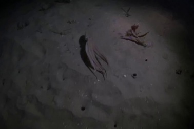 Bạch tuộc “truy đuổi” cua biển và cái kết bất ngờ