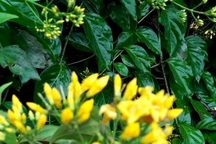 Hái nhầm lá ngón về xào ăn, một người tử vong, 4 người nguy kịch