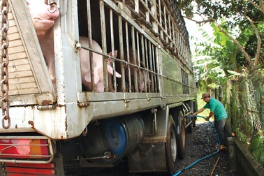 Gom heo hơi bán sang Trung Quốc, giá tăng