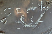 Cá, nghêu chết đầy trên bờ biển Kiên Giang