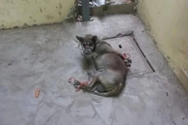 Một bảo vệ trường học ở Hải Phòng trần tình về hình ảnh chú chó bị trói