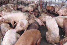 1 con heo bị tiêm đến 2 loại thuốc an thần!