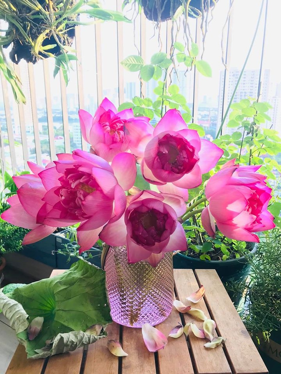 Mùa của những người yêu sen - 5 Mùa của những người yêu sen - 5