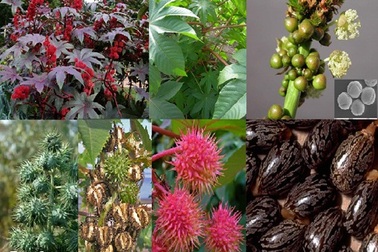 Ăn quả thầu dầu, 5 học sinh bị ngộ độc