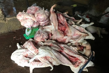 Phát hiện gần 1 tấn thịt lợn bốc mùi hôi thối chuẩn bị bán ra thị trường