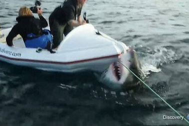 [Video] Con cá mập trắng điên cuồng tấn công đoàn làm phim