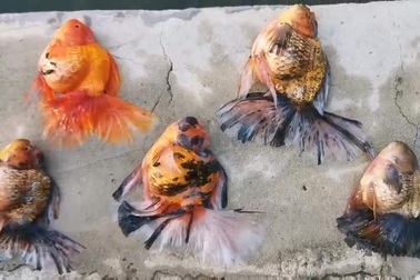 Bể cá cảnh đẹp như mơ giá nửa tỷ đồng chết sạch chỉ vì sự cố