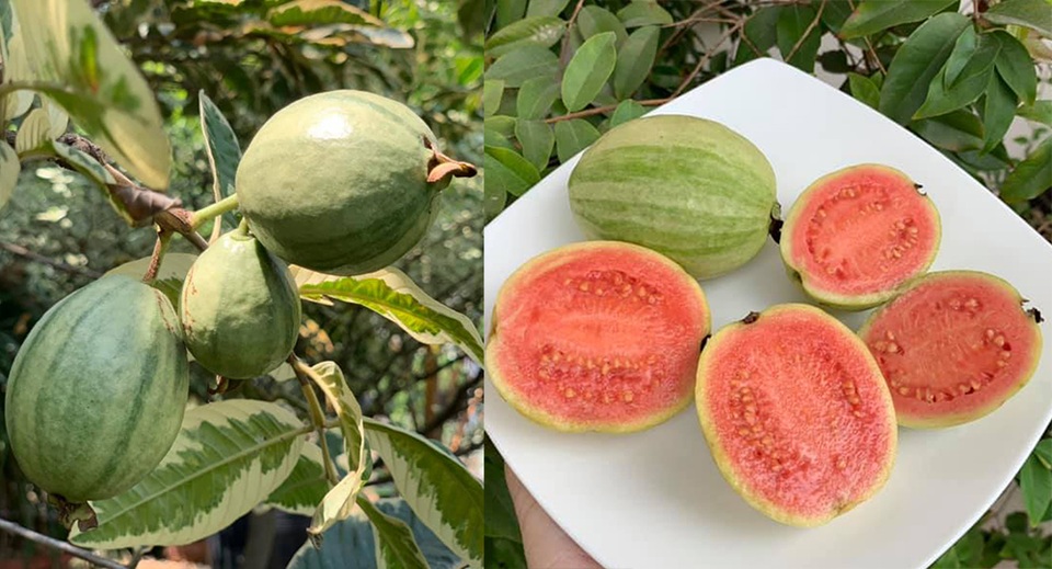 Ngất ngây với vườn cây trái trĩu quả của ca sĩ Mỹ Lệ - 11 Ngất ngây với vườn cây trái trĩu quả của ca sĩ Mỹ Lệ - 11