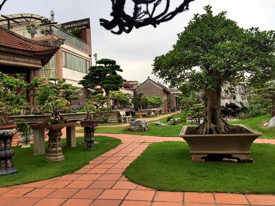 Khu vườn rộng 2000 m2 đẹp như tranh, sở hữu nhiều cây bạc tỷ ở Hà Nội - 17 Khu vườn rộng 2000 m2 đẹp như tranh, sở hữu nhiều cây bạc tỷ ở Hà Nội - 17