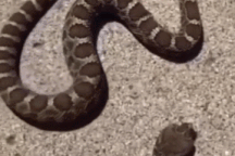 Clip sốc cho thấy lý do vì sao rắn độc bị đứt đầu vẫn có thể cắn chết người