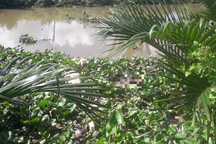 Bé gái sơ sinh còn nguyên dây rốn chết trôi sông