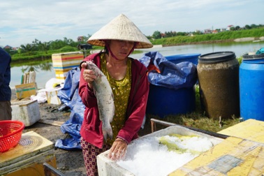 Sau thua lỗ 4 tỷ đồng, lão nông lại trắng tay vì 6 tấn cá lăng chết