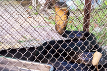 Thả rắn hổ mang chúa dài hơn 3m về rừng