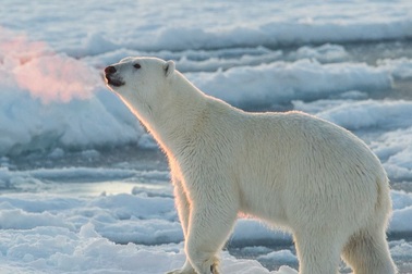 Du khách bị gấu Bắc Cực cắn tử vong