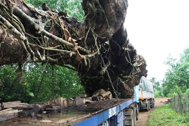 Phải trồng lại 9 cây đại thụ đã… bứng