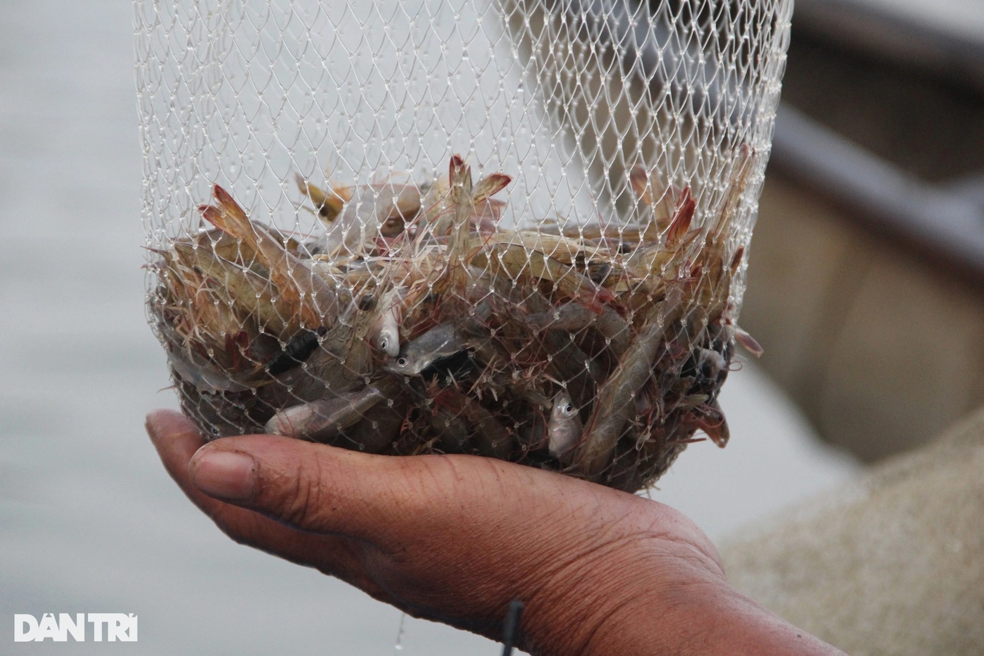 Sau lũ, dân chong đèn săn tôm đất, kiếm nửa triệu đồng ngày giáp Tết - 8 Sau lũ, dân chong đèn săn tôm đất, kiếm nửa triệu đồng ngày giáp Tết - 8