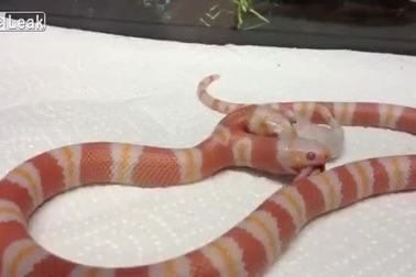 Cận cảnh rắn "Medusa" hai đầu giá 1 tỷ đồng