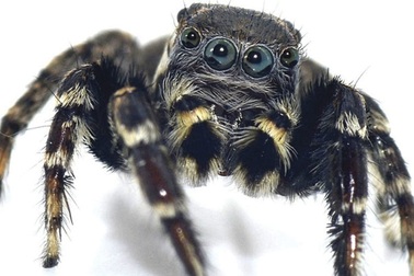 Phát hiện loài nhện ngựa mới ở Úc