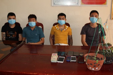 Phá "ma trận" vườn lan đột biến giả, lừa đảo tiền tỷ